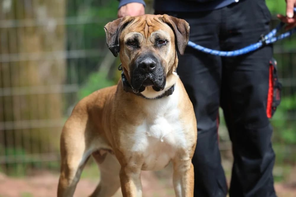 Bärli,  young mixed breed for adoption at Tierheim Pirmasens, Pirmasens