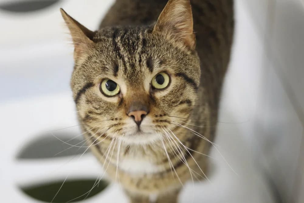 Stevie,  6yo Mixed Breed for adoption at Tierheim Pirmasens, Pirmasens