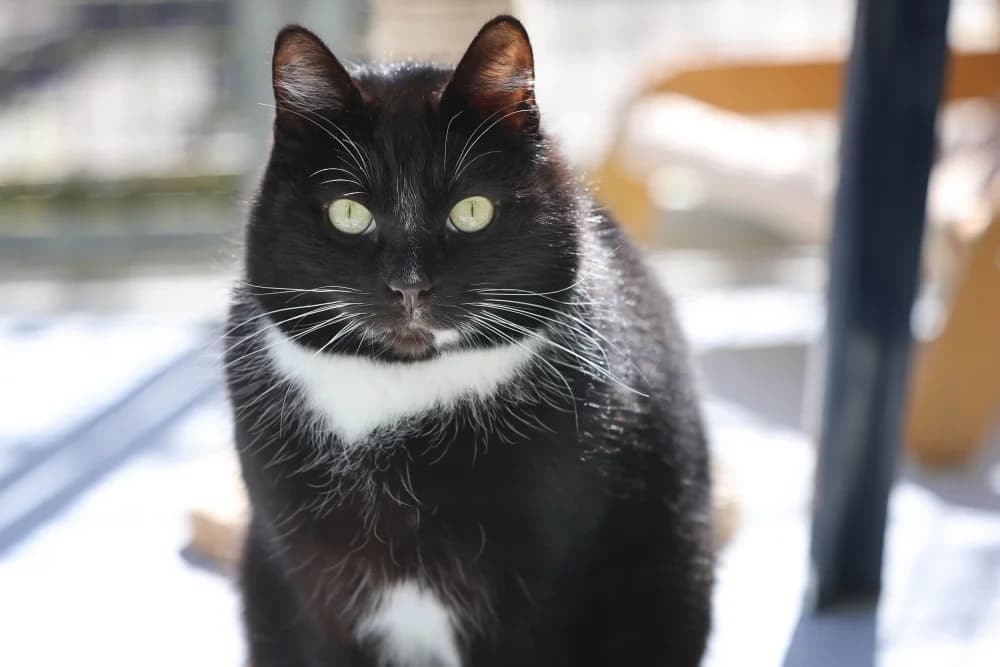 Luke, male 6yo Mixed Breed for adoption at Tierheim Pirmasens, Pirmasens