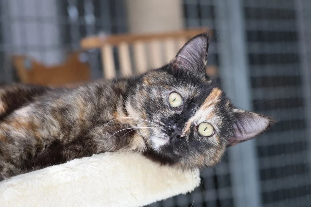 Pebbles, female Mixed Breed for adoption at Tierheim Pirmasens, Pirmasens