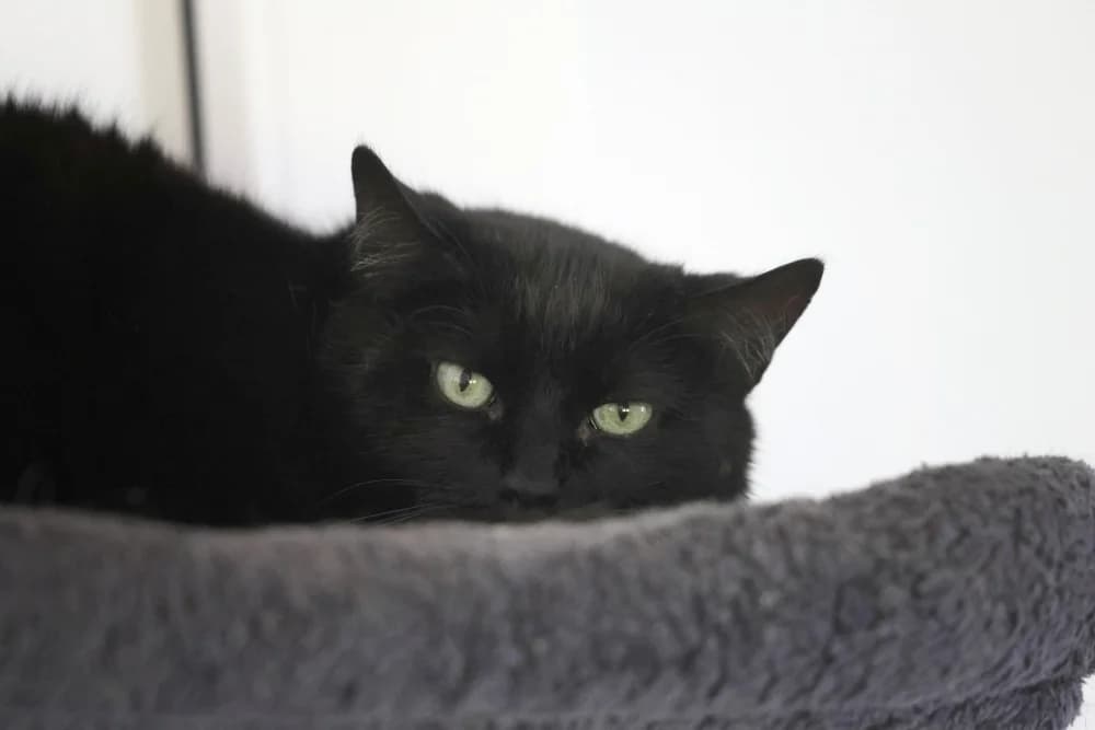Mio,  senior Mixed Breed for adoption at Tierheim Pirmasens, Pirmasens