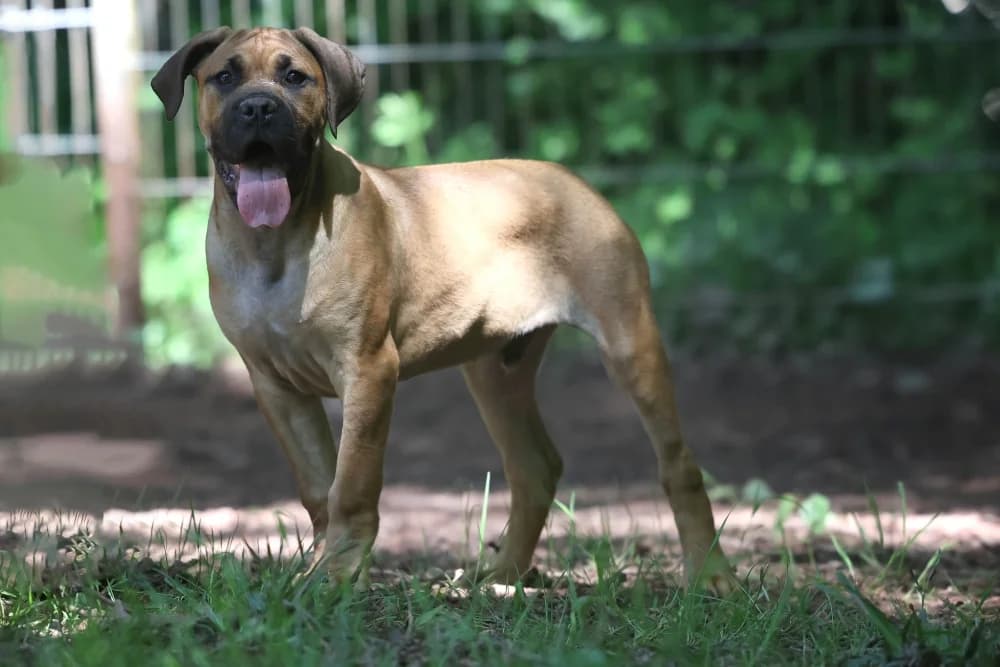 Diesel, male puppy Mixed Breed for adoption at Tierheim Pirmasens, Pirmasens