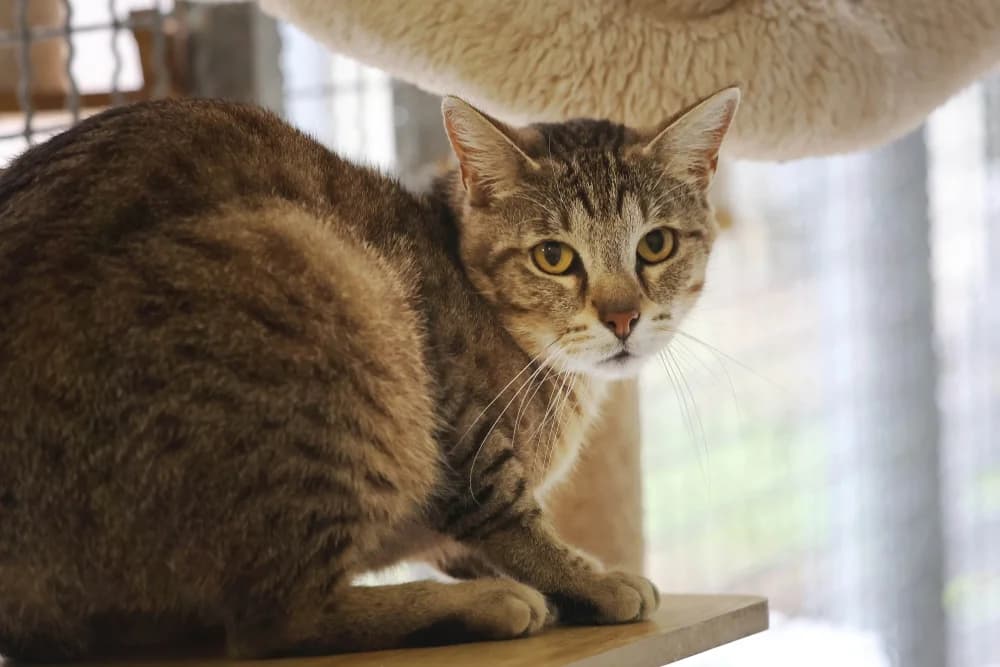 Gismo, male 5yo Mixed Breed for adoption at Tierheim Pirmasens, Pirmasens