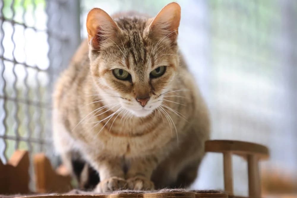Foxy, female Mixed Breed for adoption at Tierheim Pirmasens, Pirmasens