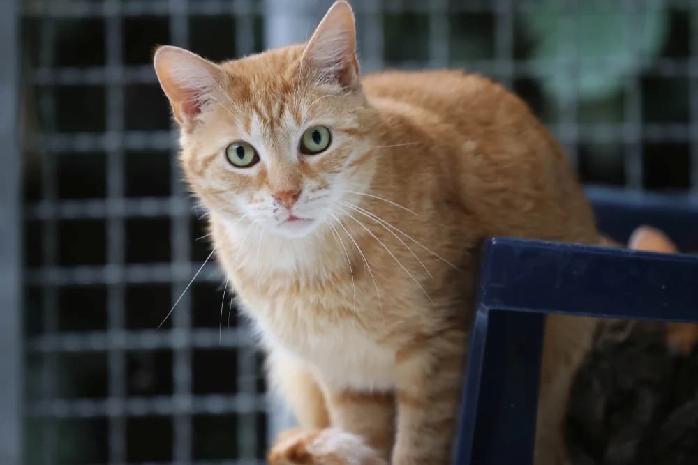 Minitou, male 4yo Mixed Breed for adoption at Tierheim Pirmasens, Pirmasens