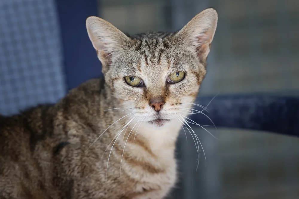 Gisi, female senior Mixed Breed for adoption at Tierheim Pirmasens, Pirmasens