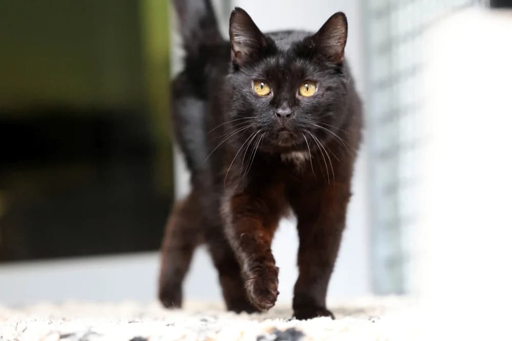 Kimba,  senior Mixed Breed for adoption at Tierheim Pirmasens, Pirmasens