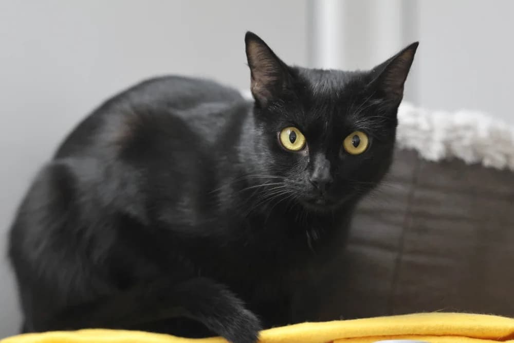 Lilou, female 3yo Mixed Breed for adoption at Tierheim Pirmasens, Pirmasens