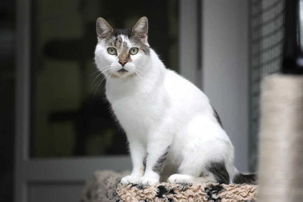 Charlie, male 5yo Mixed Breed for adoption at Tierheim Pirmasens, Pirmasens