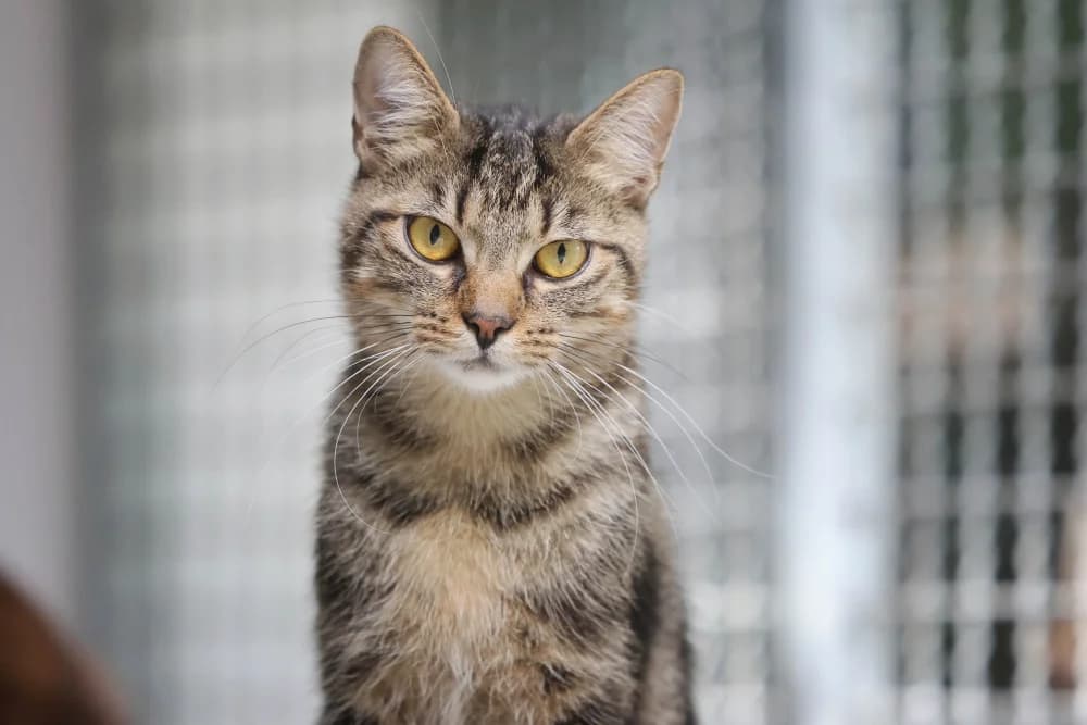 Grisu, male 3yo Mixed Breed for adoption at Tierheim Pirmasens, Pirmasens