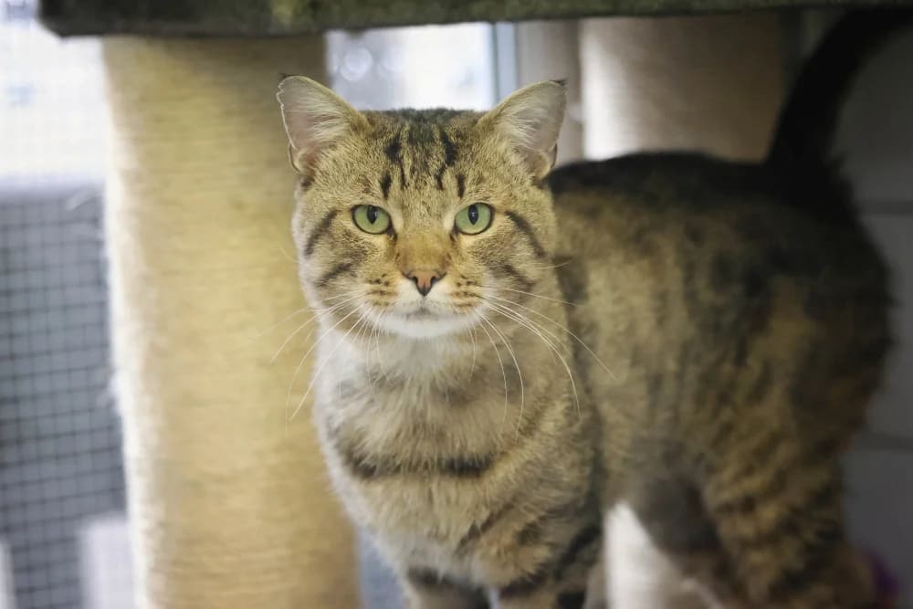 Garry, male Mixed Breed for adoption at Tierheim Pirmasens, Pirmasens