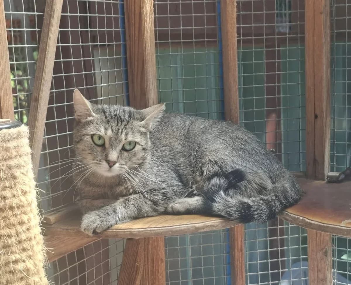 Baffi, female young Mixed Breed for adoption at Tierheim Pirna, Pirna