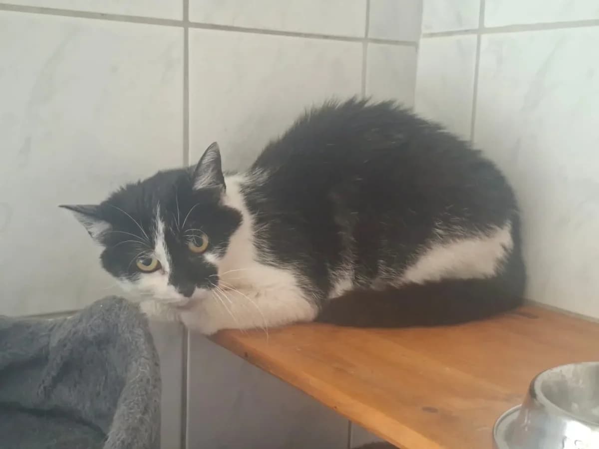 Benny, male 4yo Mixed Breed for adoption at Tierheim Pirna, Pirna