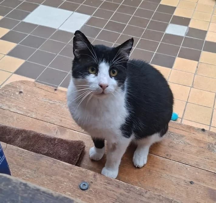 Felix, male senior Mixed Breed for adoption at Tierheim Pirna, Pirna