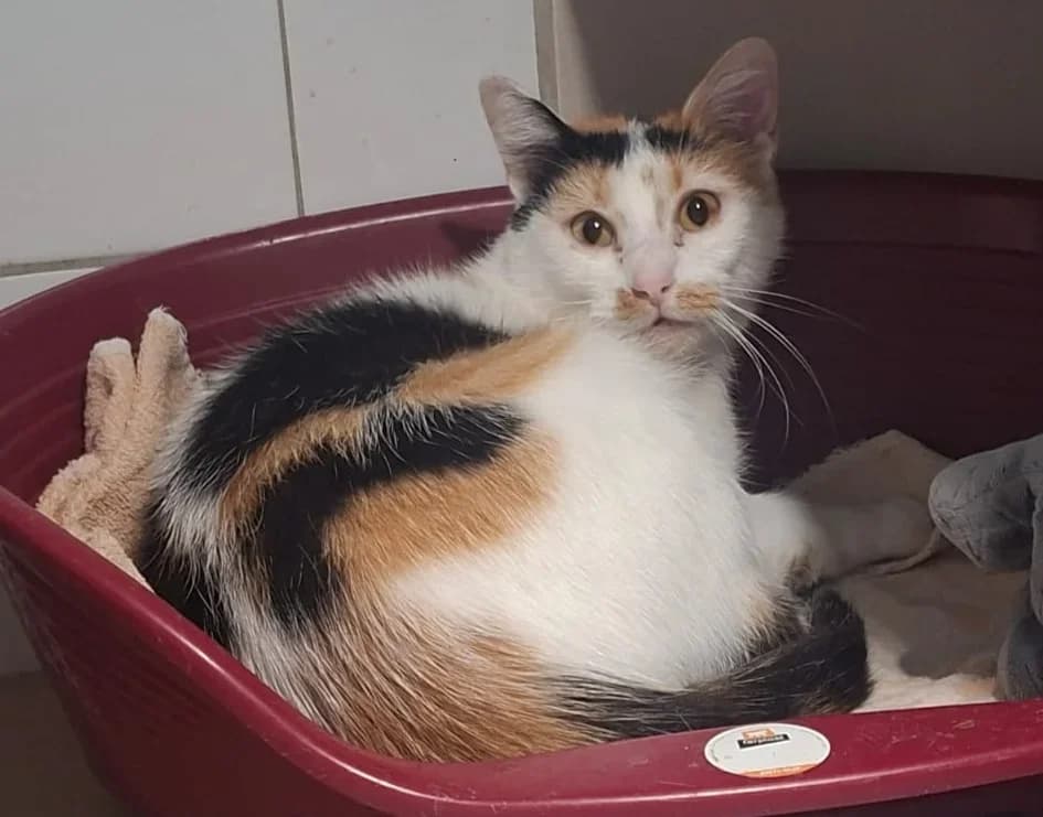 Lissy, female young Mixed Breed for adoption at Tierheim Pirna, Pirna
