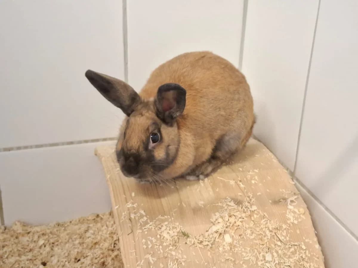 Lulu, female young mixed breed for adoption at Tierheim Pirna, Pirna