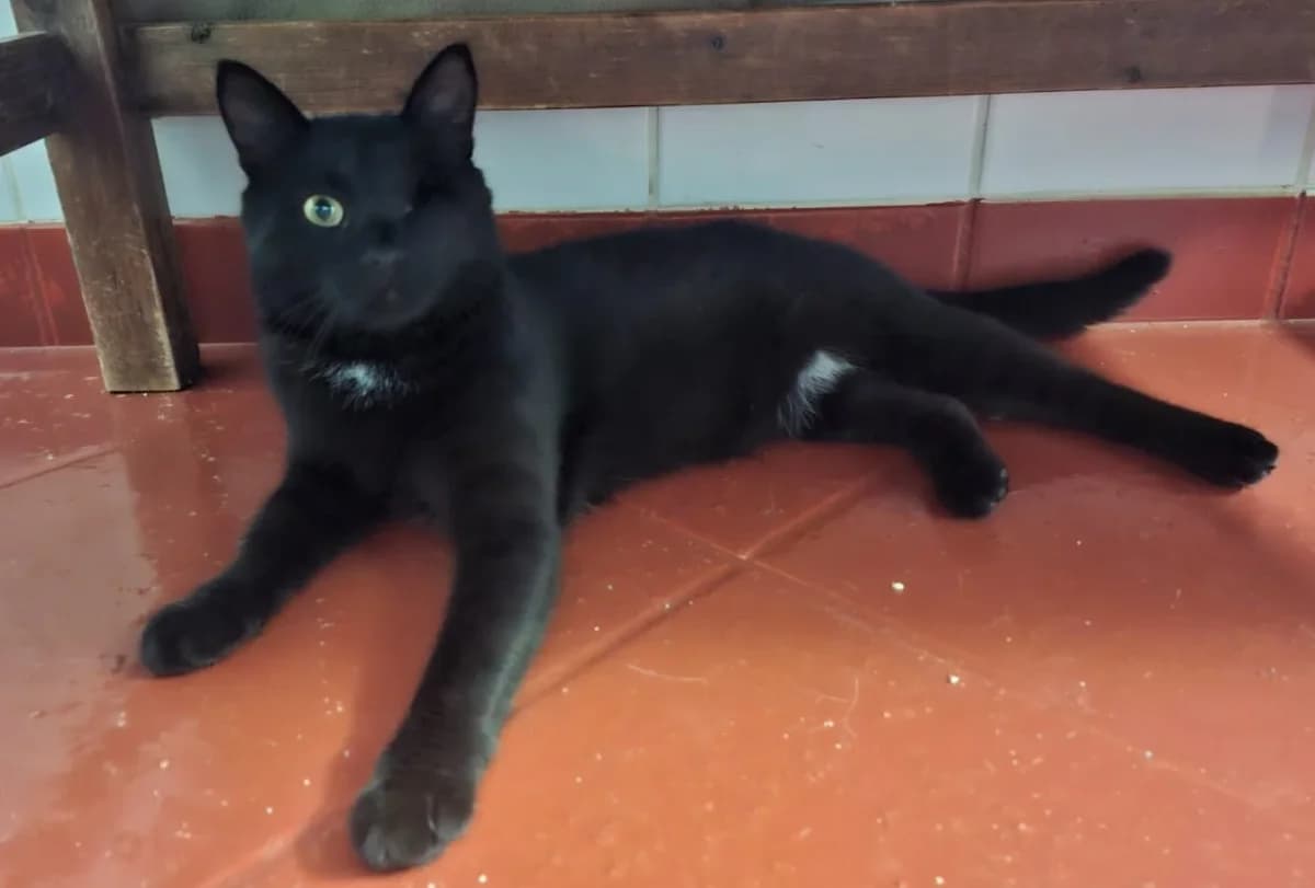Lumpi, male 3yo Mixed Breed for adoption at Tierheim Pirna, Pirna