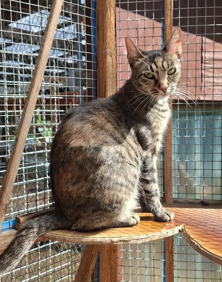 Minka, female young Mixed Breed for adoption at Tierheim Pirna, Pirna