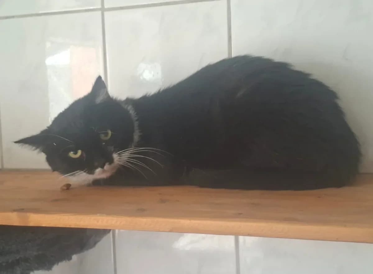 Rudi, male 4yo Mixed Breed for adoption at Tierheim Pirna, Pirna