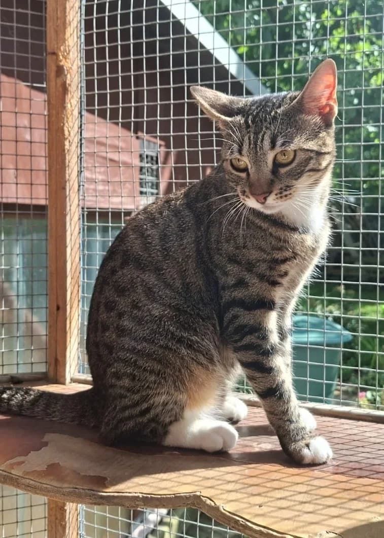 Siggi, male 3yo Mixed Breed for adoption at Tierheim Pirna, Pirna