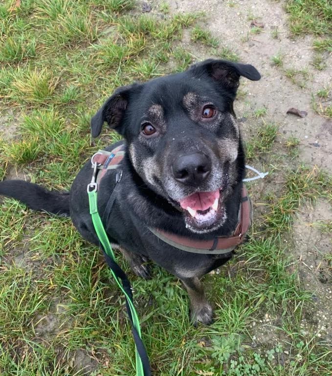 Willi - Labrador-schäferhund-mix,  Labrador Retriever for adoption at Tierheim Plattling, Plattling