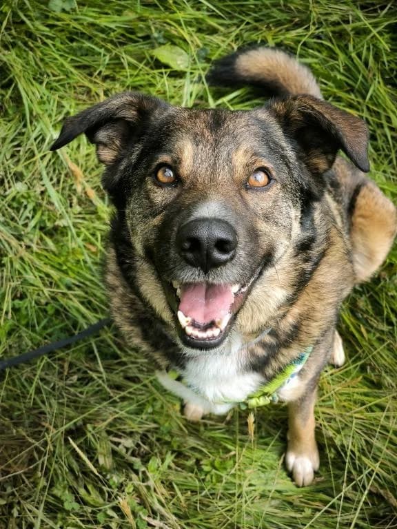 Speedy - Vermittlungshilfe TH Benk / Pfarrkirchen, male 6yo Mixed Breed for adoption at Tierheim Plattling, Plattling