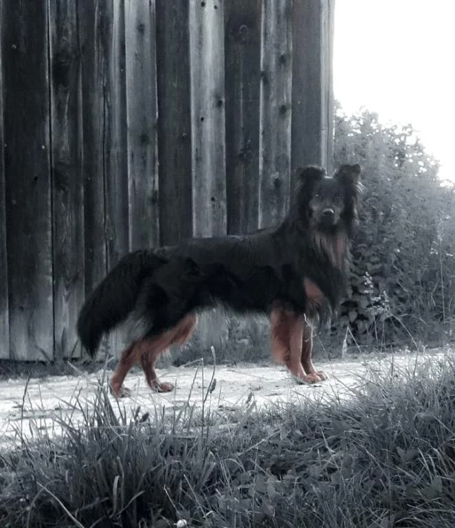 Georgi - DIREKTVERMITTLUNG, male 6yo mixed breed for adoption at Tierheim Plattling, Plattling