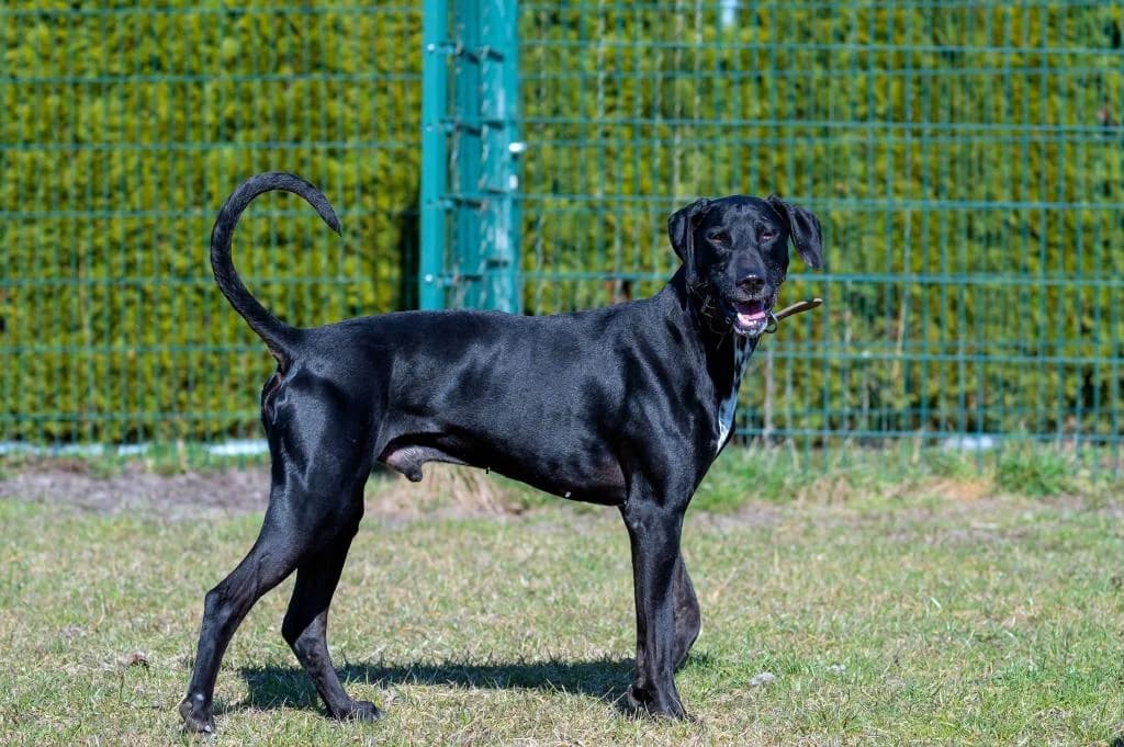 Benny, male senior Doberman for adoption at Tierheim Plattling, Plattling