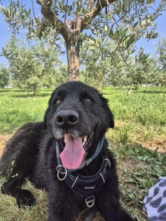 Sam - DIREKTVERMITTLUNG, male 7yo Mixed Breed for adoption at Tierheim Plattling, Plattling