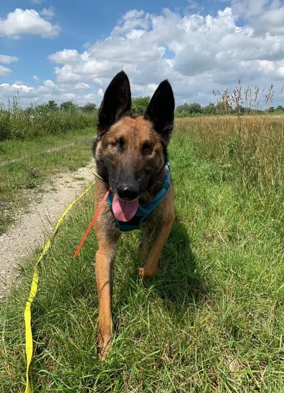Micki, male Belgian Malinois for adoption at Tierheim Plattling, Plattling