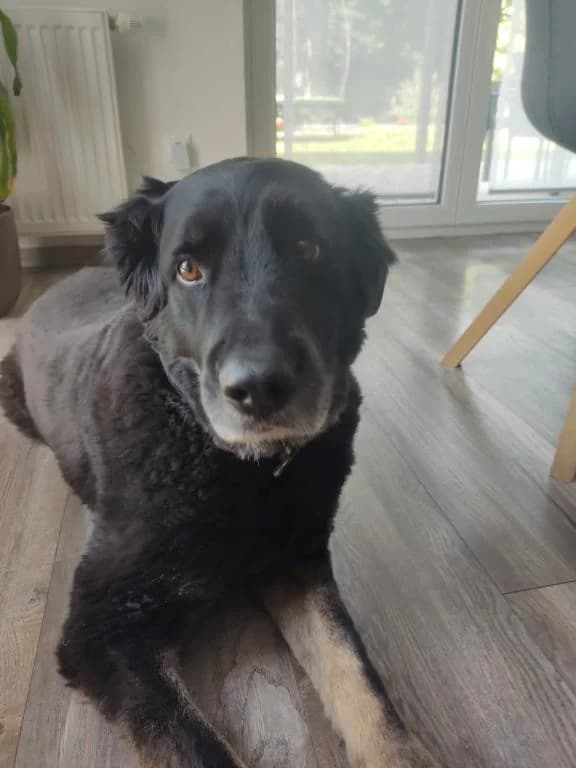 Ben - Direktvermittlung - Labrador-border Collie-schäferhund Mix,  Labrador Retriever for adoption at Tierheim Plattling, Plattling