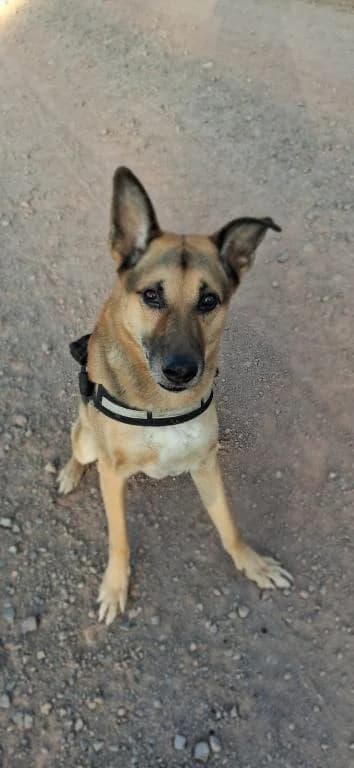 Felix                              DIREKTVERMITTLUNG, male senior mixed breed for adoption at Tierheim Plattling, Plattling