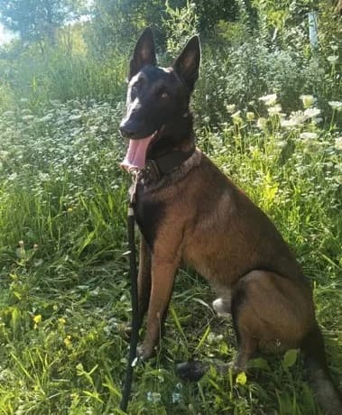 Loki              DIREKTVERMITTLUNG, male 3yo Belgian Malinois for adoption at Tierheim Plattling, Plattling