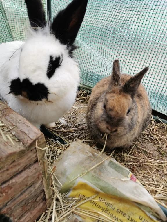 Wanda Und Gismo Direktvermittlung - Kaninchen,  mixed breed for adoption at Tierheim Plattling, Plattling