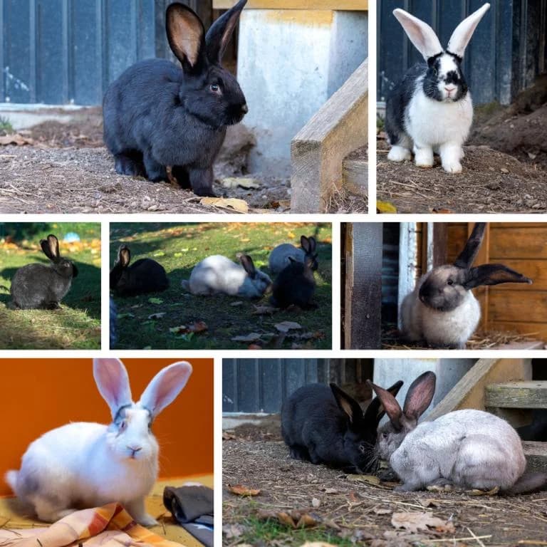 Alvaro, Mateo, Lucia, Fernanda, Estrella & Valeria,  mixed breed for adoption at Tierheim Plattling, Plattling