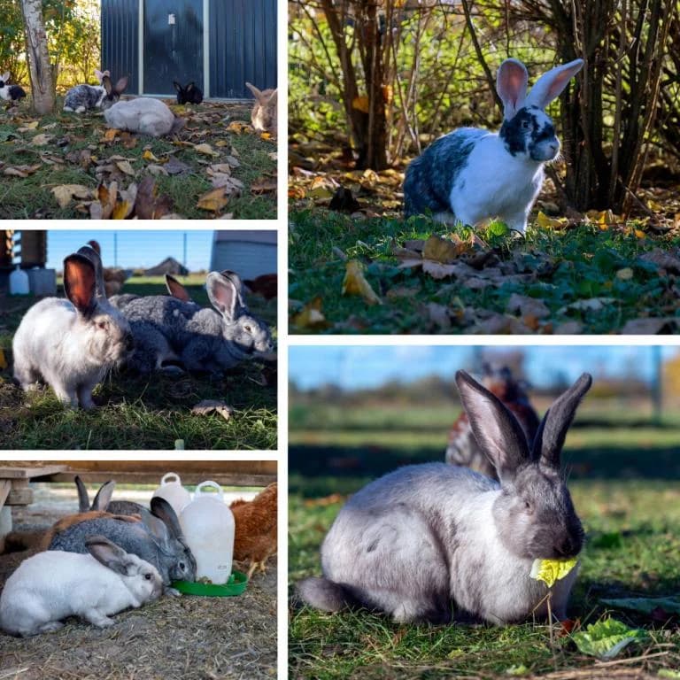 Bonita & Pablo,  young mixed breed for adoption at Tierheim Plattling, Plattling