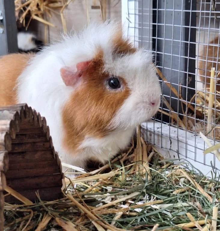 Pia Direktvermittlung - Meerschweinchen,  mixed breed for adoption at Tierheim Plattling, Plattling