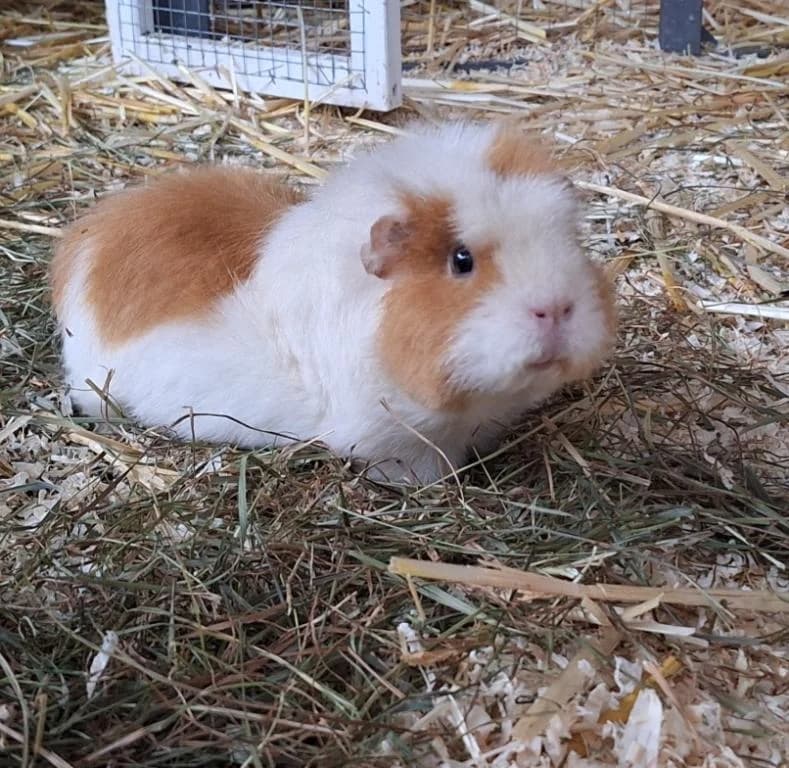 Riley Direktvermittlung, male young mixed breed for adoption at Tierheim Plattling, Plattling