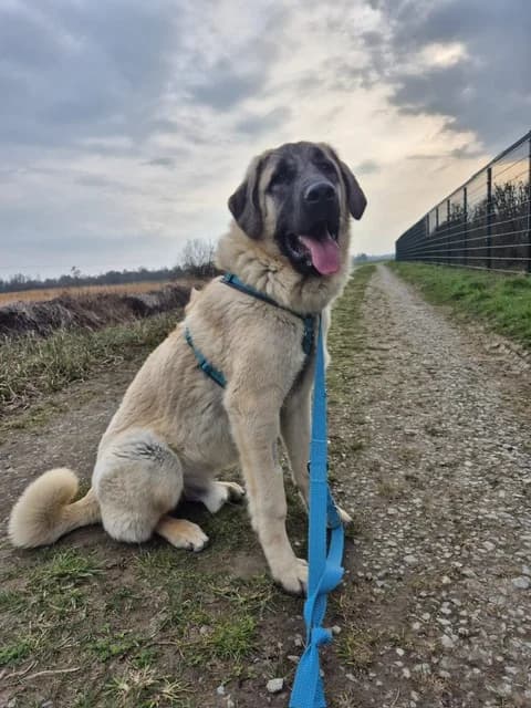 Loki - Kangal-mix,  Kangal for adoption at Tierheim Plattling, Plattling