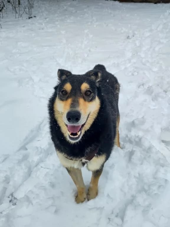 Clara Direktvermittlung, female 5yo Mixed Breed for adoption at Tierheim Plattling, Plattling