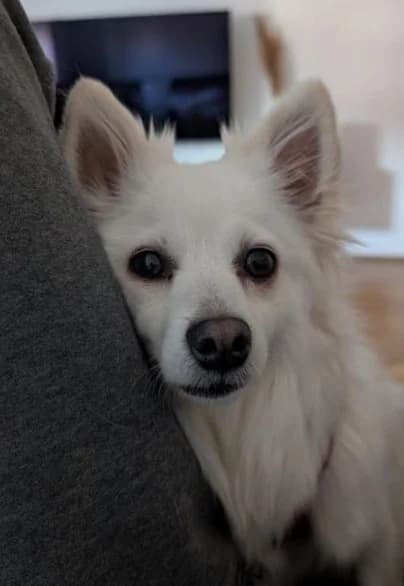 Lotte,  senior mixed breed for adoption at Arme Hunde – Gran Canaria, München