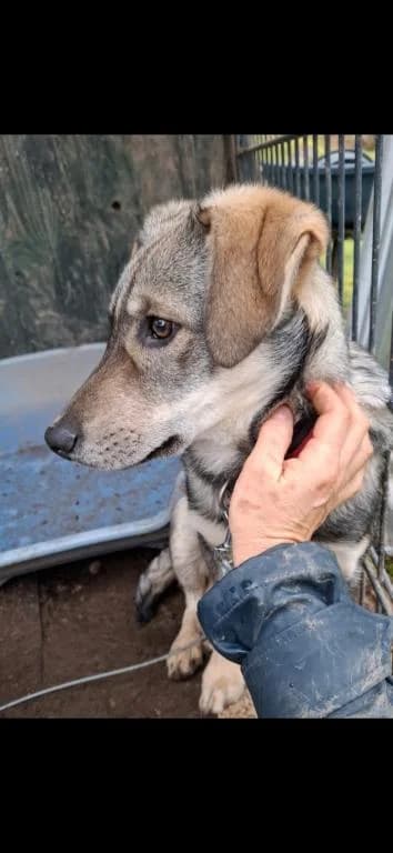 Bitsy Direktvermittlung, male young Mixed Breed for adoption at Tierheim Plattling, Plattling