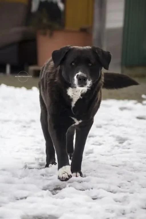 3 Hunde suchen nach Todesfall neues Zuhause, schwarz male senior Mixed Breed for adoption at Tierheim Plattling, Plattling