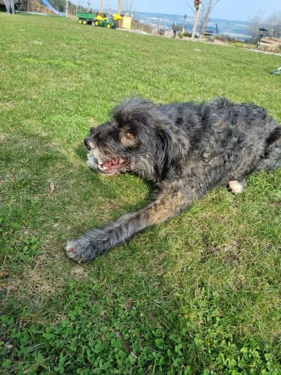 Carlitos Direktvermittlung, male 7yo Mixed Breed for adoption at Tierheim Plattling, Plattling