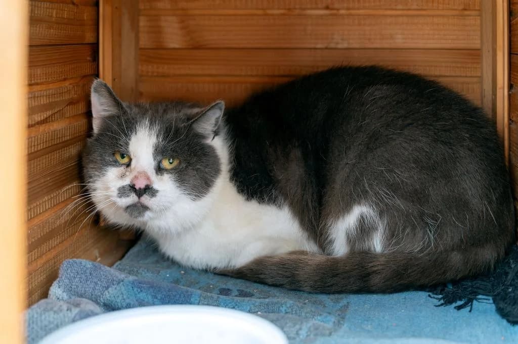 William, male senior mixed breed for adoption at Tierheim Plattling, Plattling
