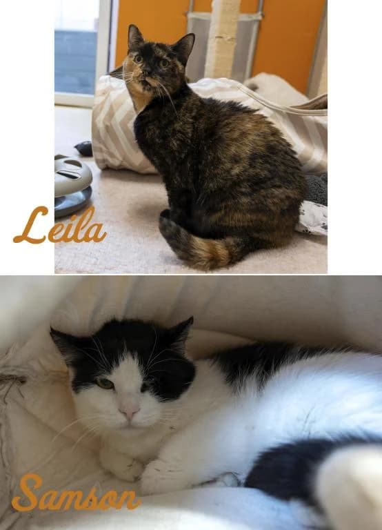 Leila & Samson, schwarz male senior mixed breed for adoption at Tierheim Plattling, Plattling