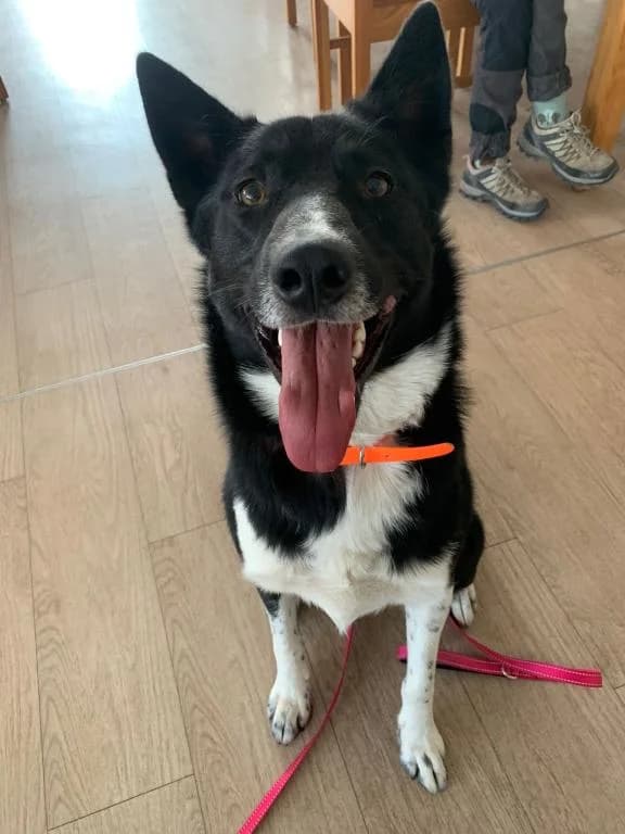 Amor, male mixed breed for adoption at Tierheim Plattling, Plattling