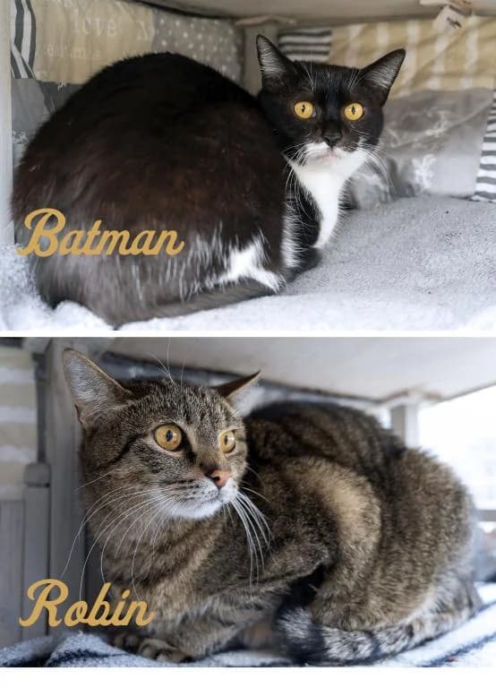 Batman & Robin, male senior mixed breed for adoption at Tierheim Plattling, Plattling
