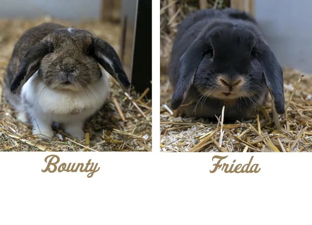 Bounty & Frieda, female young mixed breed for adoption at Tierheim Plattling, Plattling