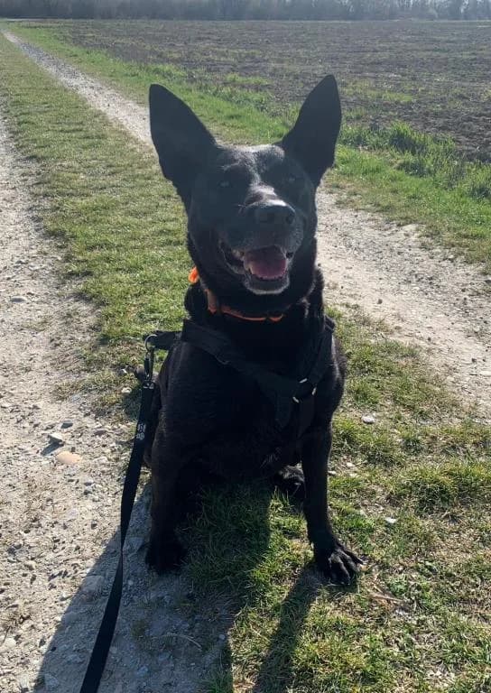 Akira, male 4yo mixed breed for adoption at Tierheim Plattling, Plattling